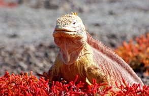 Karta Galapagos thumbnail