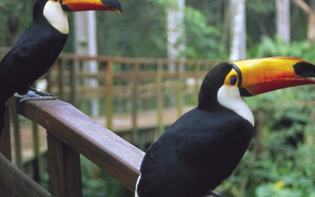 Mot Iguazúfallen image