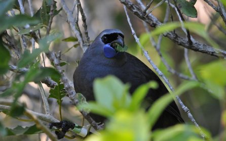 TiriTiri Matangi Island image