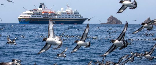 Subantarktiska öarna och Nya Zeeland – unik naturkryssning hero image