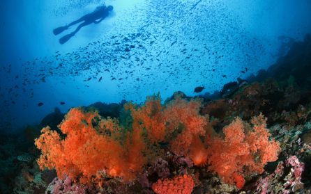 Snorklingsäventyr till Balicasag Island image