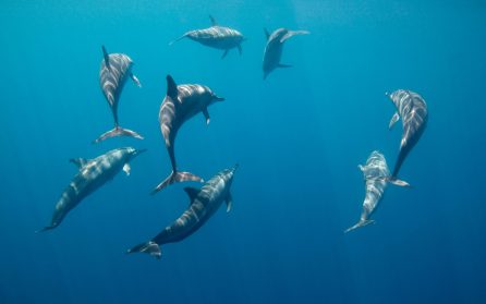 Utflykt till Pamilacan Island image