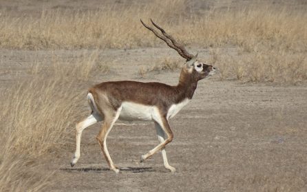 Söderut mot Blackbuck National Park image