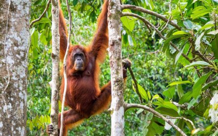 Orangutangerna i Semenggoh och stalagmiternas kalkstensgrottor image