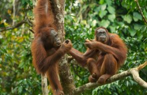 Resa till Nepal med Anders Modig thumbnail