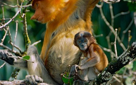 Näsapornas mangroveträsk i Bako nationalpark image
