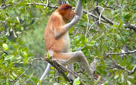 Kryssning för Santubongs djurliv  image