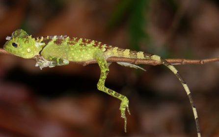 Utresa över natten mot Borneo image