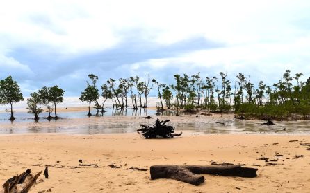 Kryssning för Santubongs djurliv image