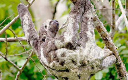 I regnskogens famn image