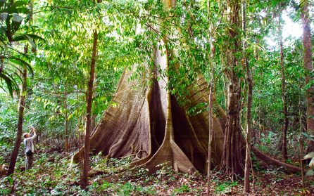 Regnskogsvandring i hjärtat av Amazonas image