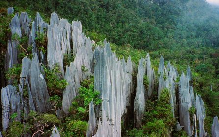 Regnskogen vid Mulu caves  image