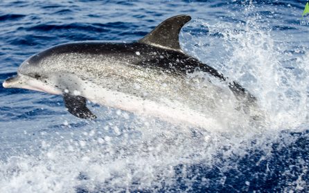 Till havs och på levada image