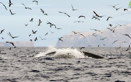 Sjöfåglar och valar på södra Madeira image