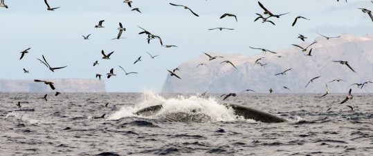 Det Vilda Madeira hero image