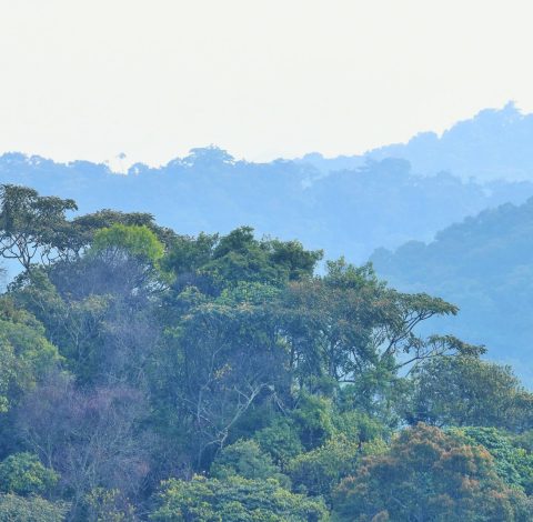 Uganda hero background image