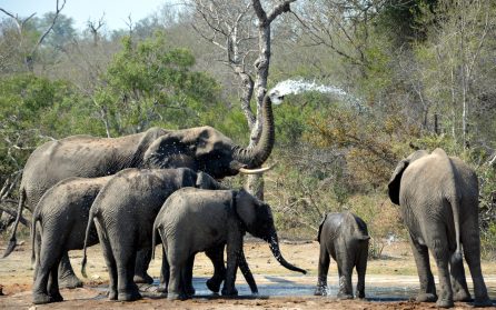 Avresa Sverige - Mot Victoriafallen image