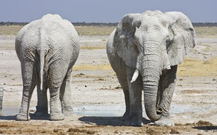 Safari i Etosha NP image