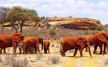 Tsavo East image