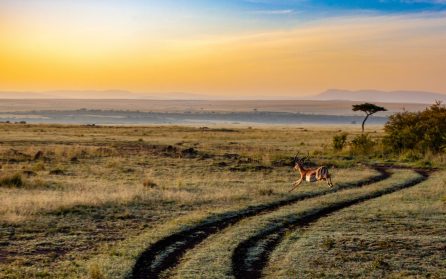Mkomazi National Park image