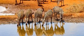 Expedition Södra Kenya – med sol och bad vid Indiska Oceanen thumbnail