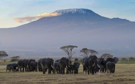 Norr om Kilimanjaro image