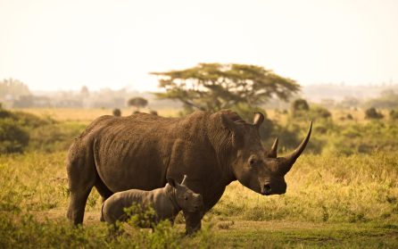 Nairobi  image