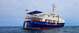 Galapagoskryssning med M/Y Cachalote Explorer thumbnail