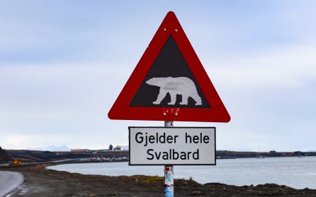 Som flyttfåglarna mot Södern image