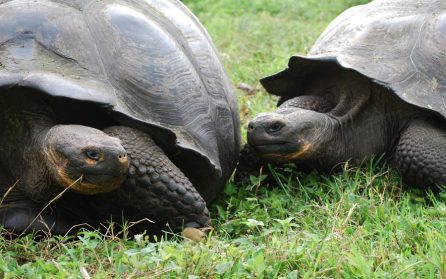Mot Galapagos image