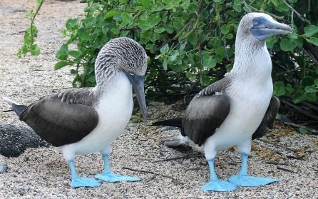 Mot Galapagos image