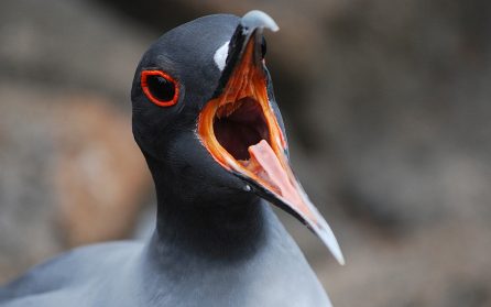 Genovesa image
