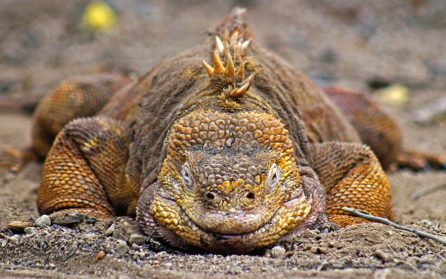 Santa Cruz Island / James Island image