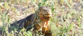 Galapagos och molnregnskogens unika djurliv thumbnail