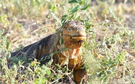 Farväl till Galapagos eller stanna kvar image