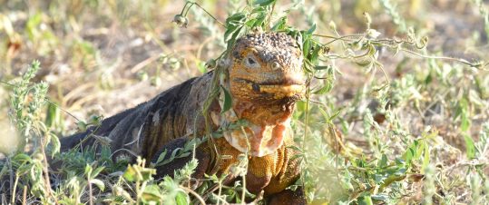 Galapagos och molnregnskogens unika djurliv hero image