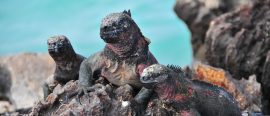 Galapagos och molnregnskogens unika djurliv thumbnail