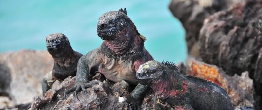 Galapagos och molnregnskogens unika djurliv hero image