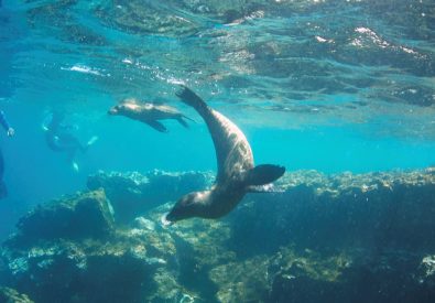 Bad och snorkling