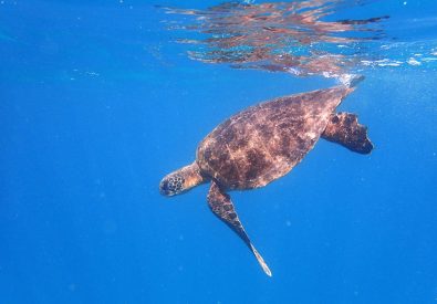 Bad och snorkling