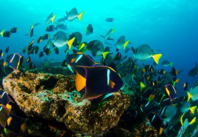 Bad och snorkling