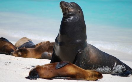 Mot Peru från Galapagos (eller Sverige) image