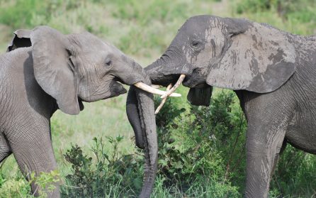 Mot Tanzanias savanner image