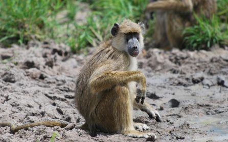 Mikumi National Park image