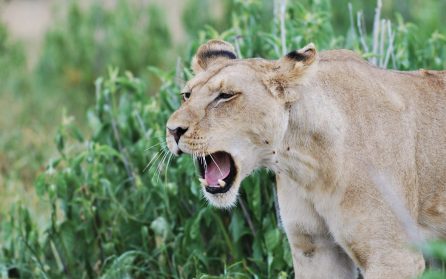 Vidare till Ruaha image