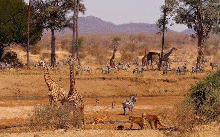 Ruaha National Park image