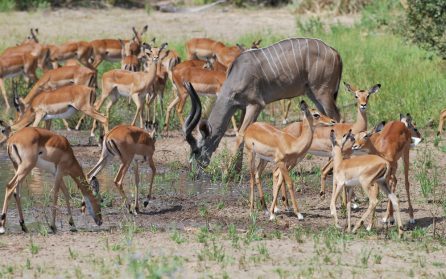 Ruaha - Dar es Salam image