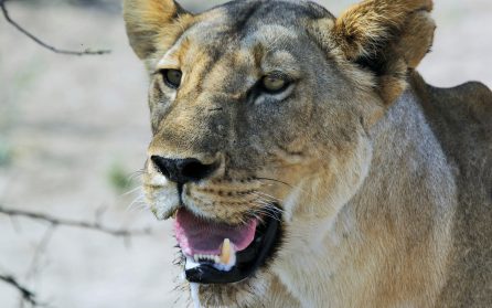 Selous Game Reserve image