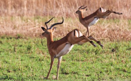 Selous vandringssafari image