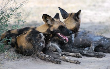 Selous - Ruaha image